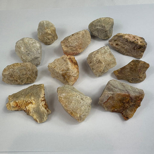Semi Precious Rough Stone 250g - Coral stone 11pc 3cm - 4.5cm - Harry & Wilma