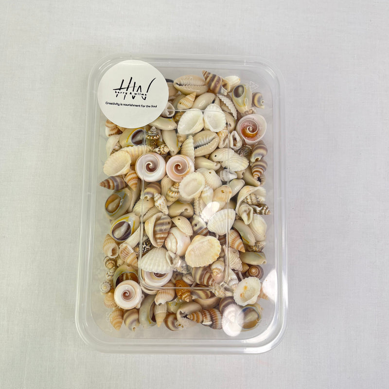 Premium Shell Summer Collection With Hole 500pc Approx 200g