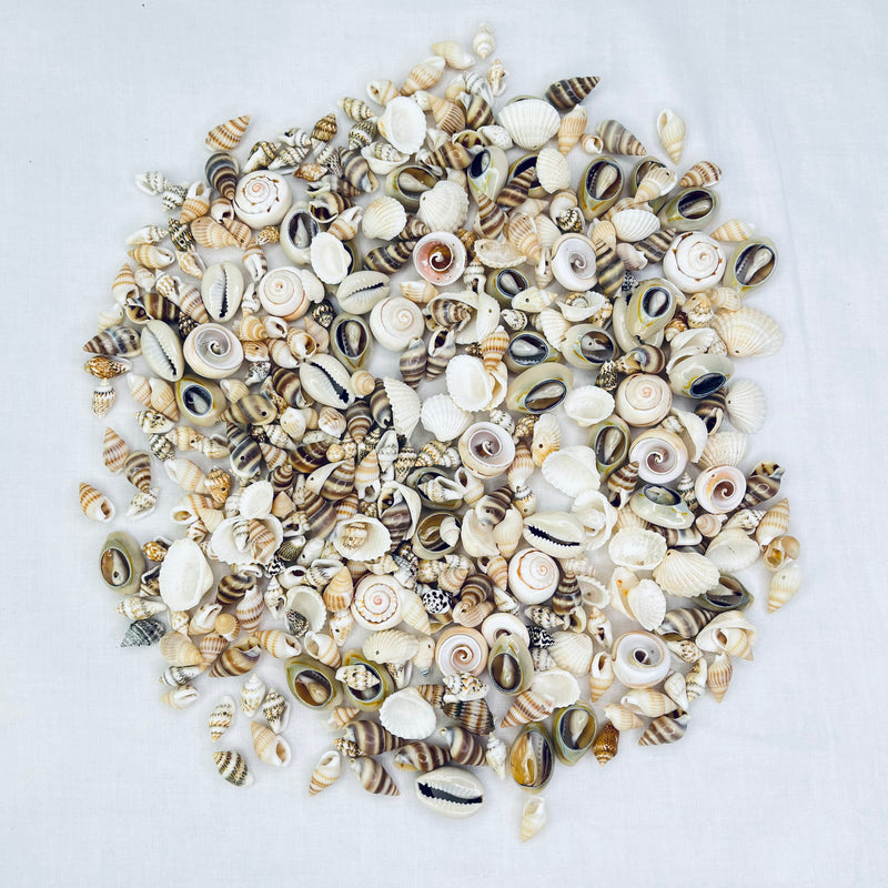 Premium Shell Summer Collection With Hole 500pc Approx 200g