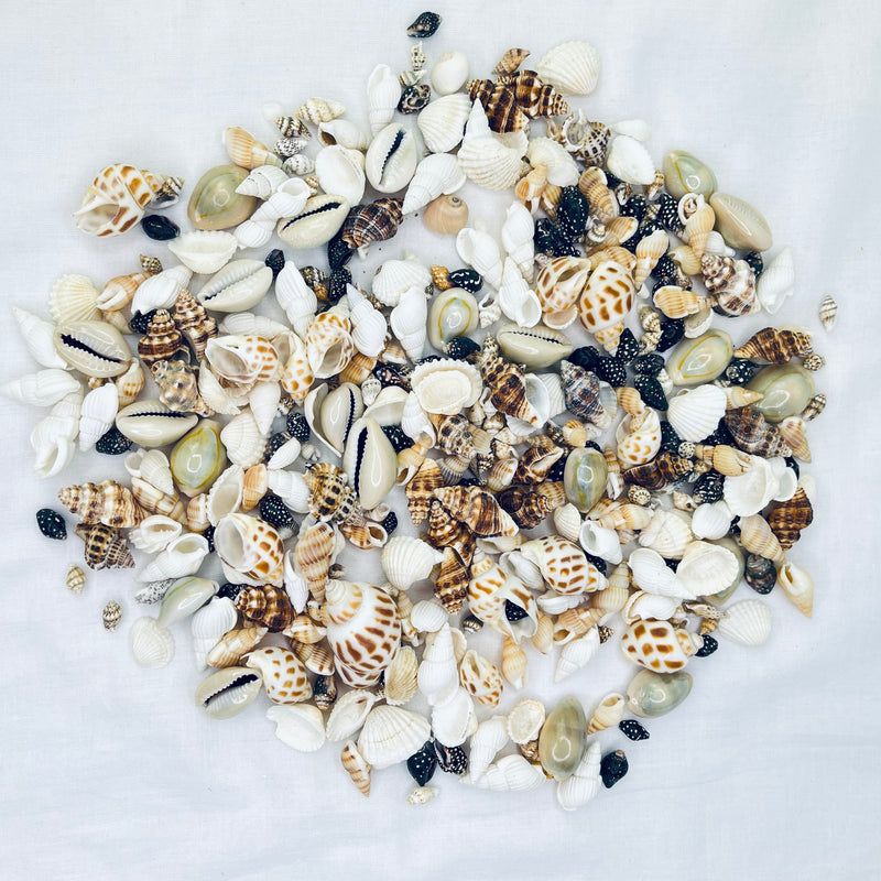 Premium Shell Mix Assortment No Hole Approx 200g