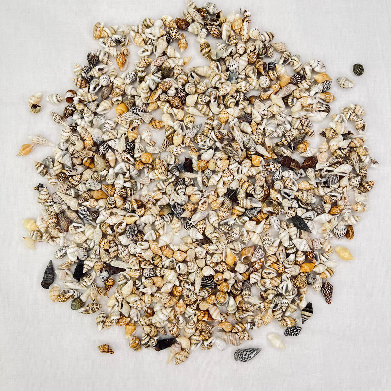 Tiny Shell Mix With No Hole 10mm 100g approx 400pc