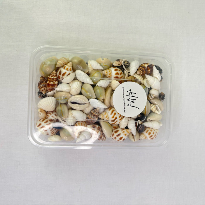 Premium Shell Mix Assortment No Hole 500pc Approx 250g - Harry & Wilma